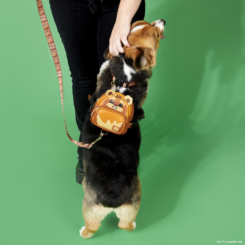 Brown and black corgi standing on its hind legs beside its owner wearing the Ewok mini backpack harness against a green background. 